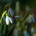 Fauna en Flora